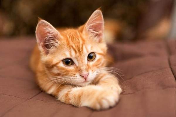 Lý giải số may mắn tuổi Mão 24/10/2025 và cơ hội tài lộc