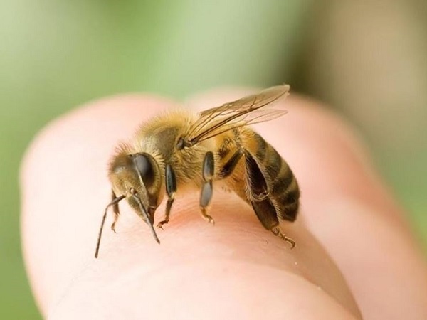 Giải mã chi tiết các giấc mơ thấy bị ong đốt phổ biến