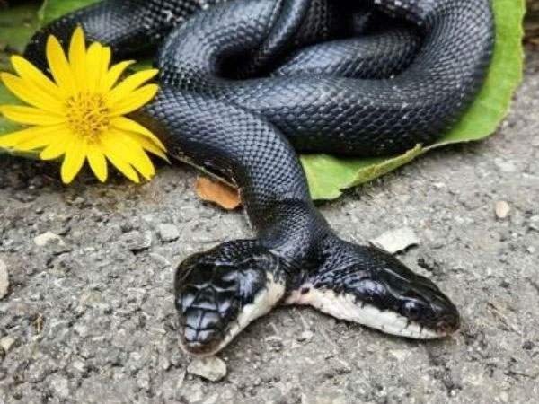 Chiêm bao thấy rắn 2 đầu trong nhà