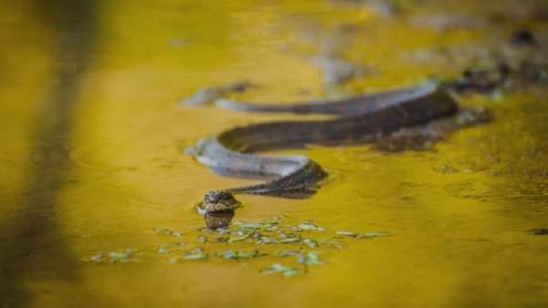 Mơ thấy rắn nước đang bơi