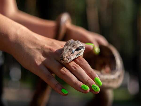 Nằm mơ thấy rắn cắn là điềm báo gì, có số nào mang vượng khí?