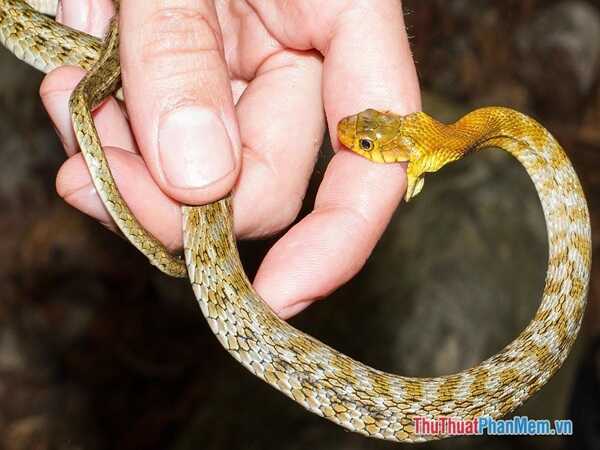 Chiêm bao thấy rắn cắn báo điềm gì về mặt tâm linh và phong thủy