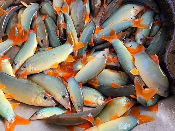 Nằm mơ thấy mua cá có điềm gì, dự báo tốt hay xấu?