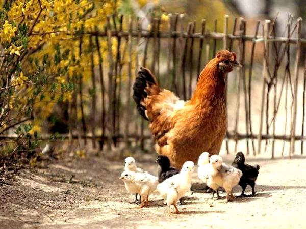 Mơ thấy đàn gà con đang ăn mồi