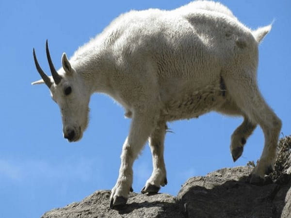 con số may mắn của tuổi Mùi ngày 1/2/2026