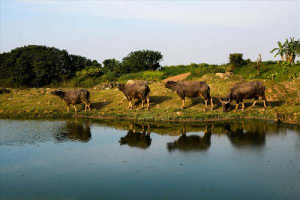 Sự thật bất ngờ khi nằm mơ thấy đàn trâu là có điềm gì?