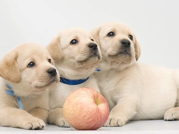 Nằm mơ thấy nhiều chó con có số gì may mắn có ý nghĩa gì