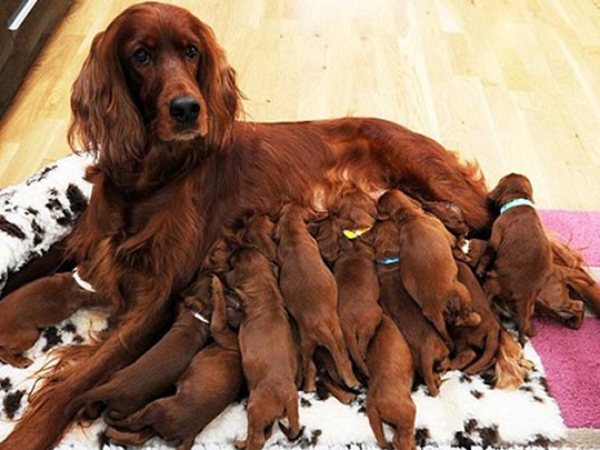 Nằm mơ thấy nhiều chó con có số gì may mắn có ý nghĩa gì Nằm mơ thấy nhiều chó con có số gì may mắn có ý nghĩa gì