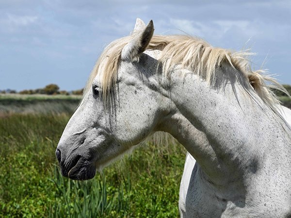 Nằm mơ thấy ngựa trắng là điềm gì, số mấy phú quý?