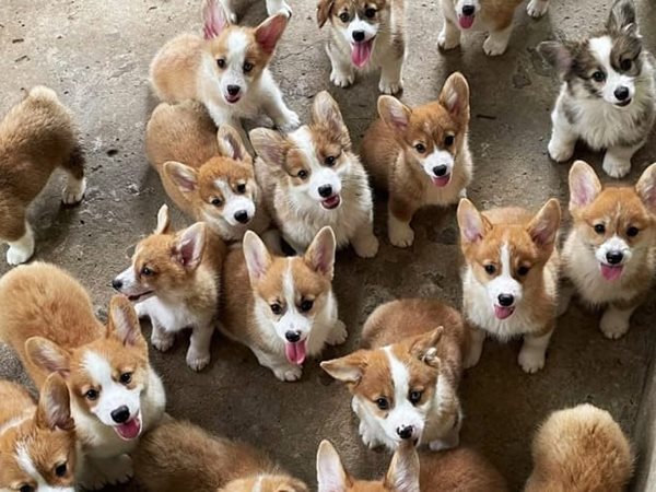 Nằm mơ thấy đàn chó con là điềm gì, số gì giúp đổi đời?