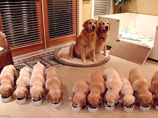 Nằm mơ thấy đàn chó con là điềm gì, số gì giúp đổi đời?