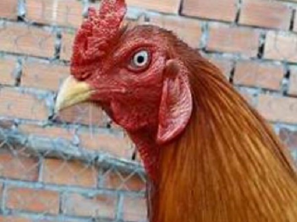 Ý nghĩa tâm linh của việc nằm mơ thấy đầu gà