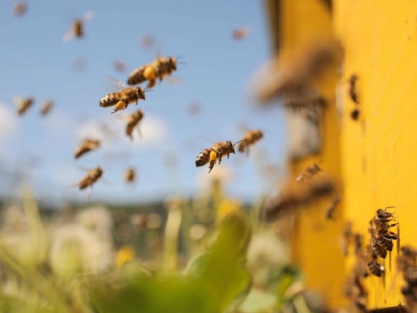 Nằm mơ thấy đàn ong có số gì phát tài phát lộc Nằm mơ thấy đàn ong có số gì phát tài phát lộc