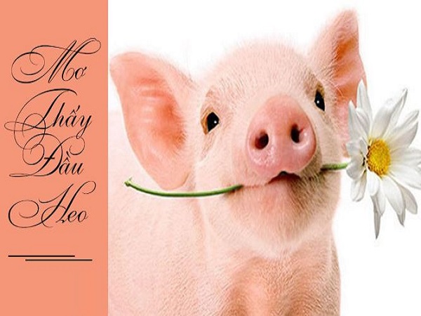 Mộng thấy đầu heo rất to