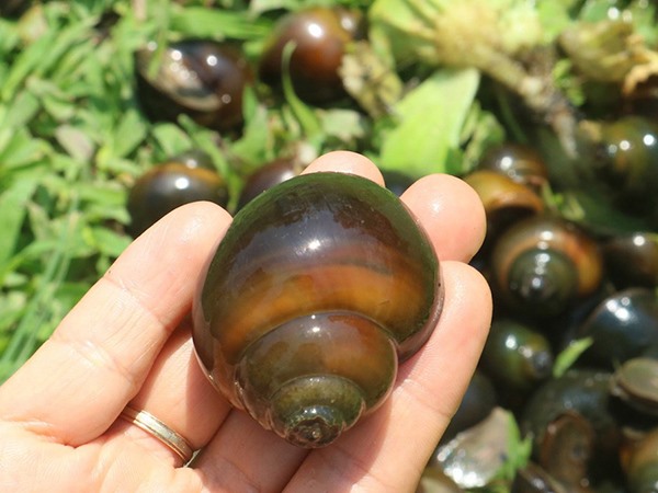 Giải mã giấc mơ thấy con ốc là điềm gì, số mấy tài lộc?