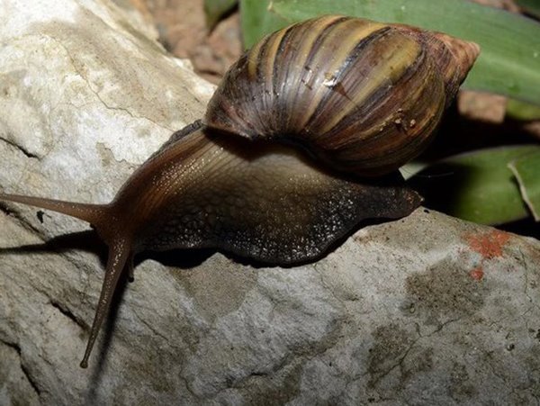 Giải mã giấc mơ thấy con ốc là điềm gì, số mấy tài lộc?