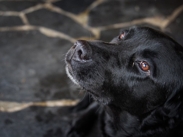 Nằm mơ thấy chó đen là điềm gì, có phải xui xẻo kéo đến?