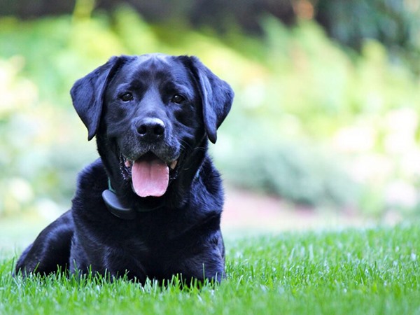 Nằm mơ thấy chó đen là điềm gì, có phải xui xẻo kéo đến?