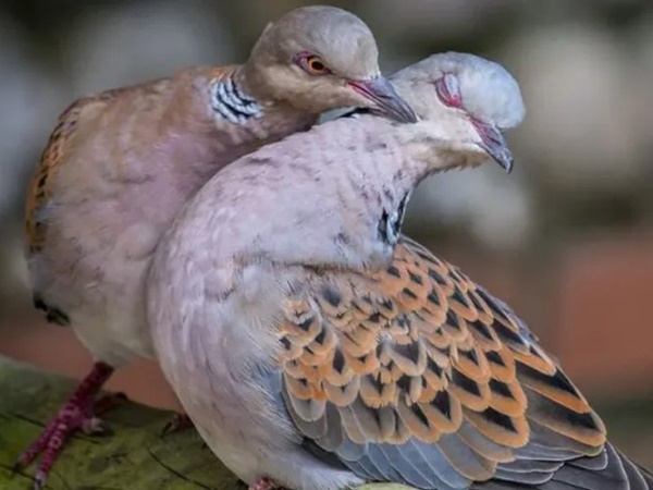 Mơ thấy chim cu gáy là điềm gì, nên chọn con gì số gì?