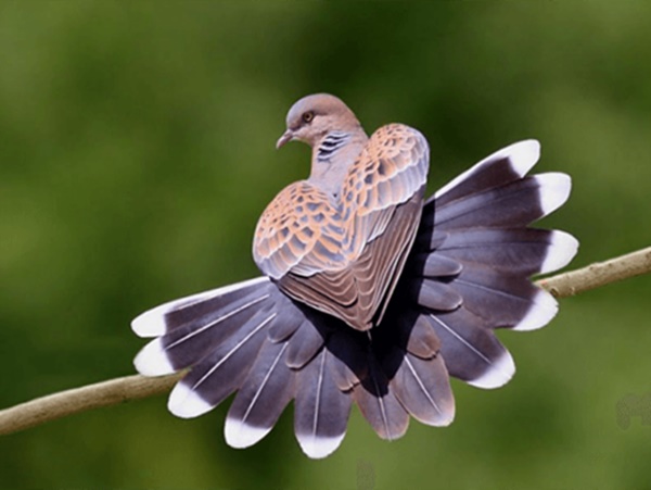 Mơ thấy chim cu gáy là điềm gì, nên chọn con gì số gì?