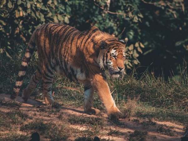 Ý nghĩa con cọp trong dân gian