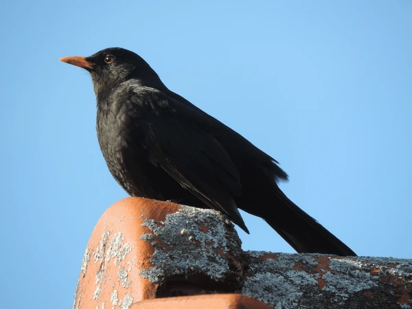 Lý giải ý nghĩa nằm mơ thấy chim màu đen số gì may mắn?