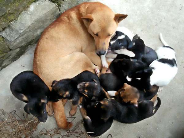 Chiêm bao thấy chó đẻ vào ban đêm