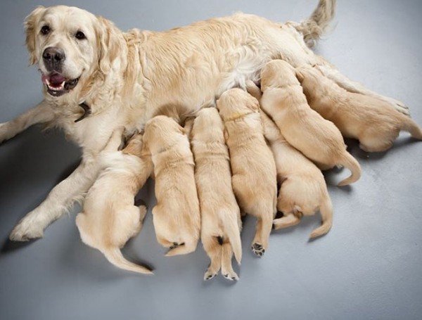 Chuyên gia giải mã nằm mơ thấy chó đẻ là điềm gì chi tiết?