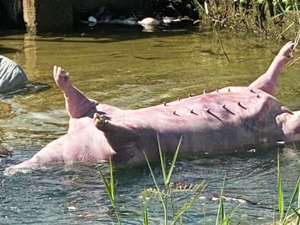 Nằm mơ thấy lợn chết có con gì mang ý nghĩa gì