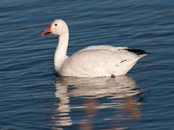 Nằm mơ thấy ngỗng hên hay xui?