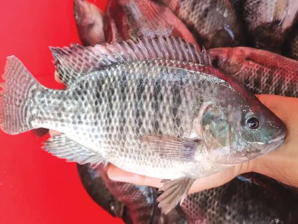 Cá rô phi số mấy? Gợi ý bộ số nên lựa chọn