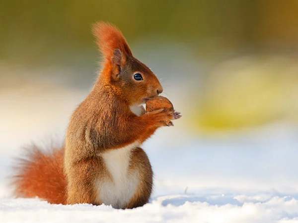 Con sóc số mấy? Con sóc là số gì? Con sóc số mấy? Con sóc là số gì?