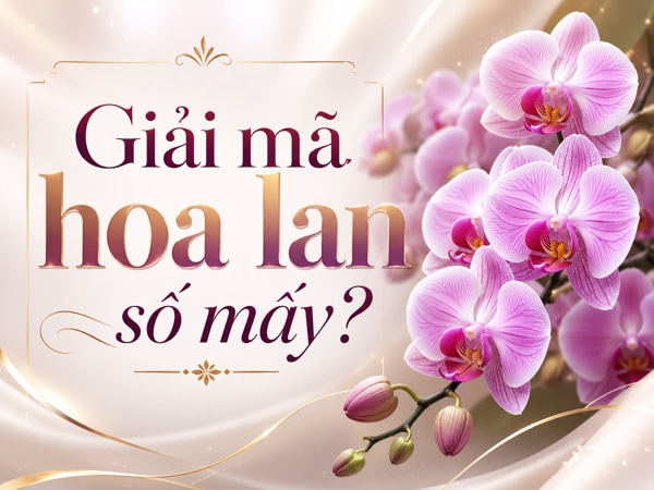 Chiêm nghiệm hoa lan số mấy tăng tiến tài lộc cho gia chủ?
